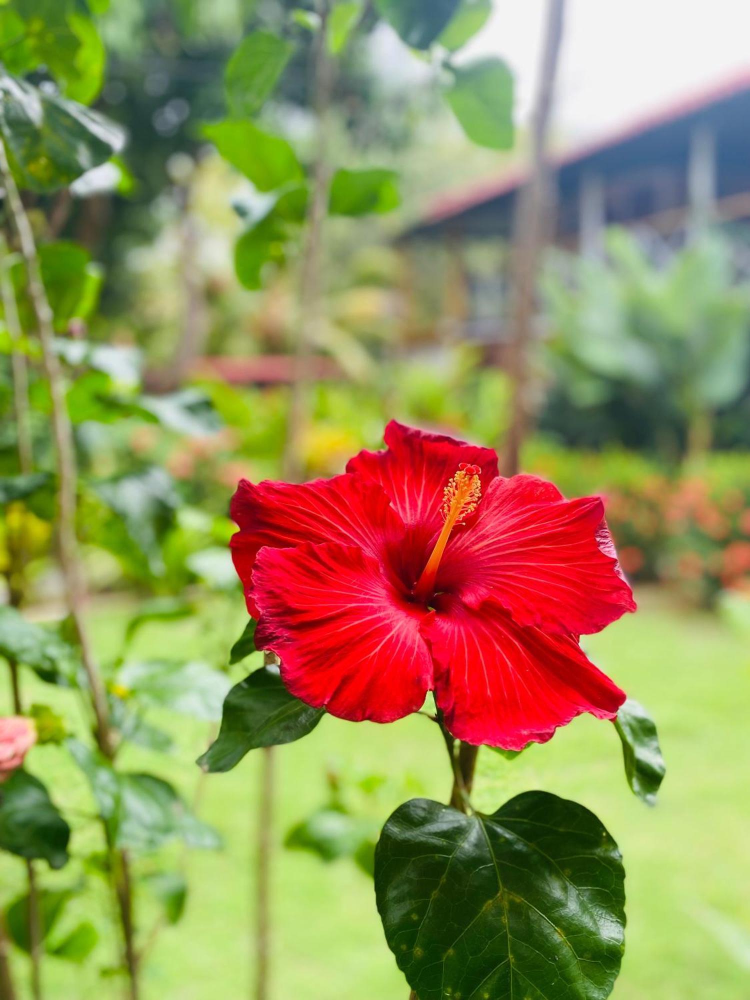 Wayanay Tayrona Eco Hostel Ел Заино Екстериор снимка
